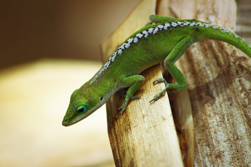 How to Master Manual Mode in photography-Green-Lizard-800px