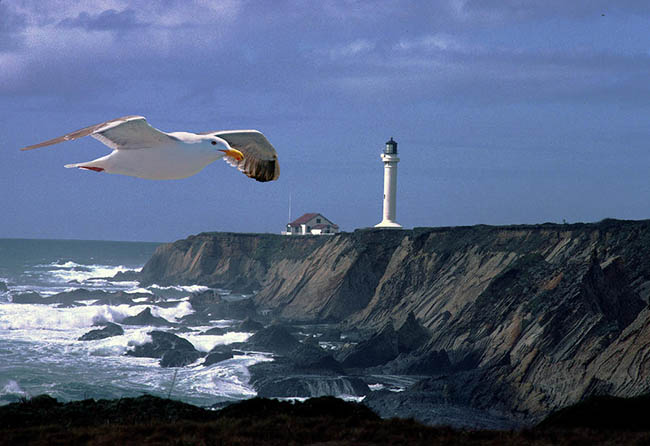 lighthouse-and-seagull-buffaloworks-photography