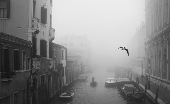 FogBirdVenice-Glover