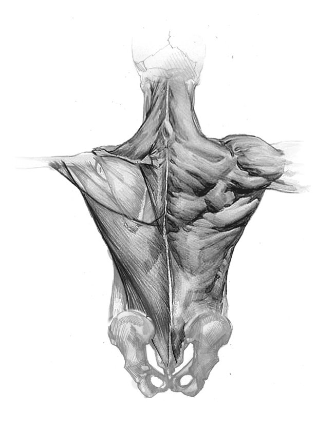 Anatomy by Robert Beverly Hale – IPOX studios & Canon of Design