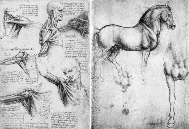 Da_Vinci-shoulderandneck-horse