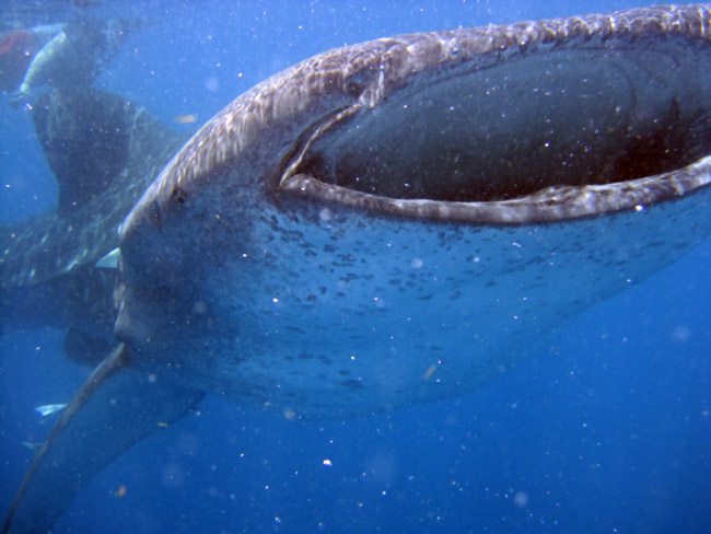 Whale-Eating-Plankton