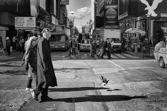 nyc-bird-2---glover