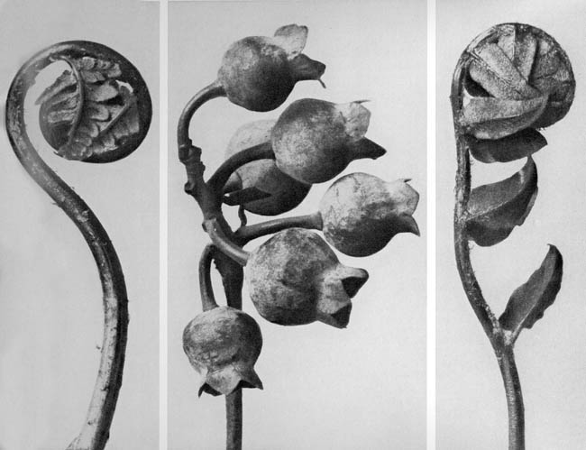 Karl Blossfeldt-03