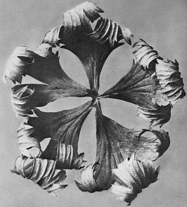 Karl Blossfeldt-04