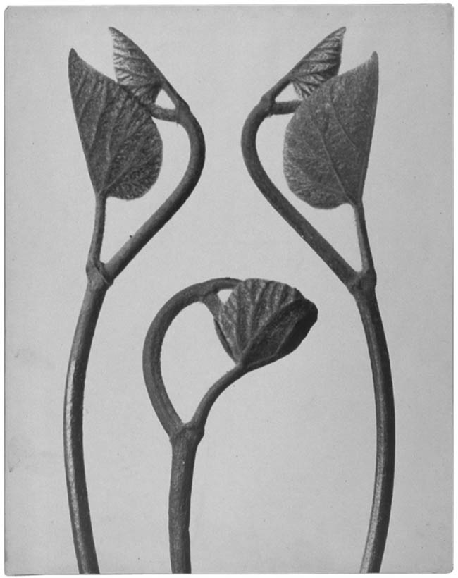 Karl Blossfeldt-05