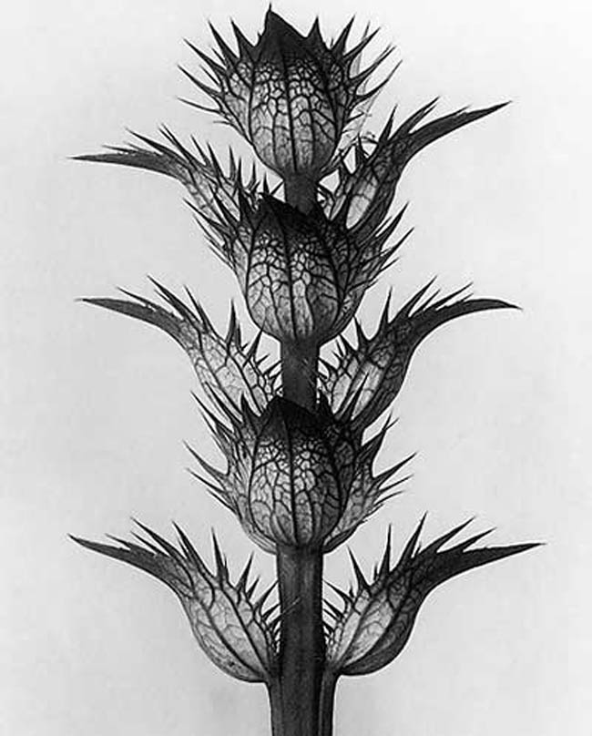 Karl Blossfeldt-06