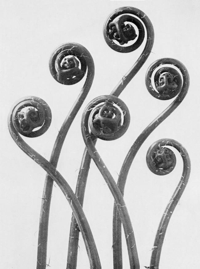 Karl Blossfeldt-08