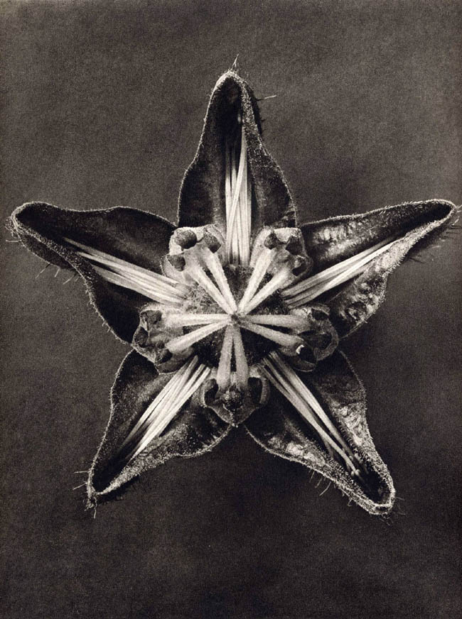 Karl Blossfeldt-09