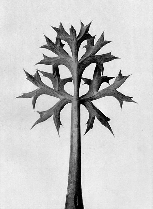 Karl Blossfeldt-10