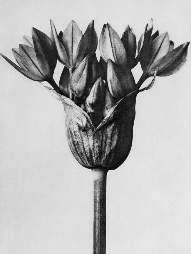 Karl Blossfeldt and His Artistic Representation of Nature [Inspiring ...