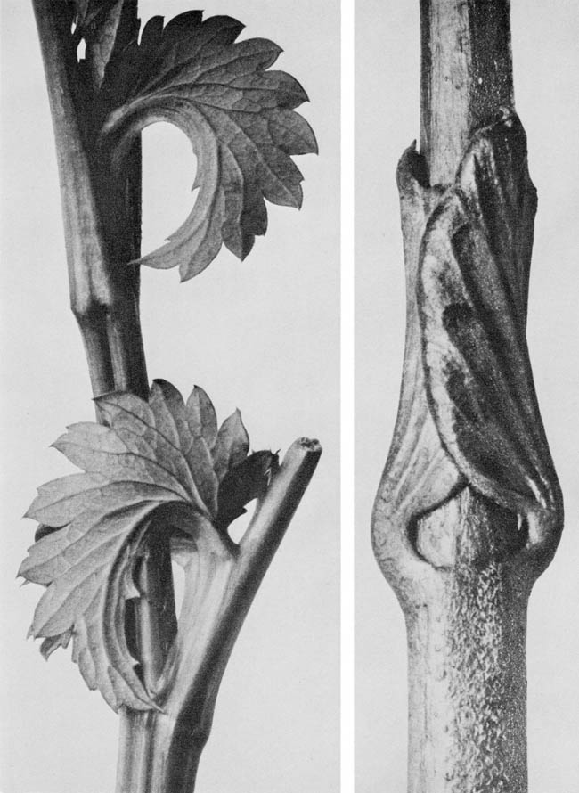 Karl Blossfeldt-13