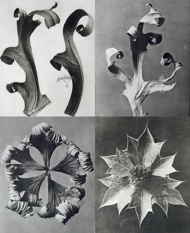 Karl Blossfeldt-16