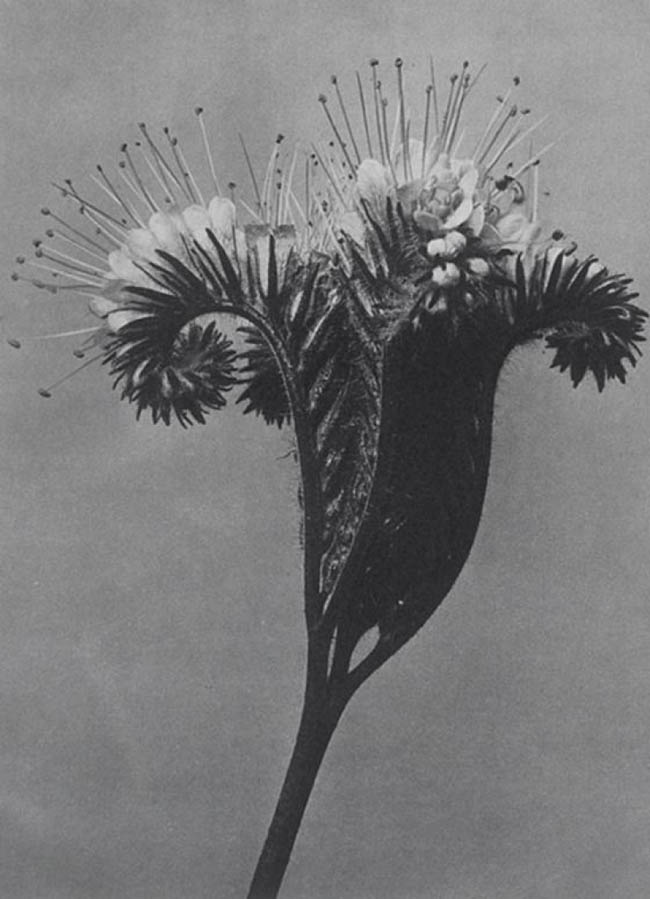 Karl Blossfeldt and His Artistic Representation of Nature