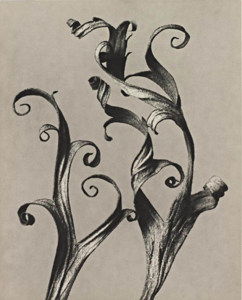 karl blossfeldt artist research page