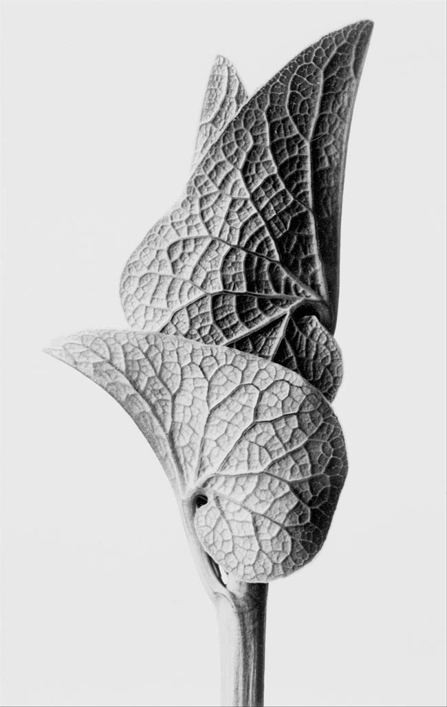 Karl Blossfeldt-20