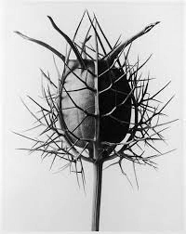 Karl Blossfeldt-21