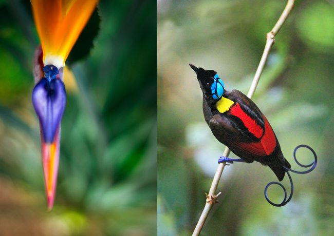 Bird-of-Paradise-Bird-Flower