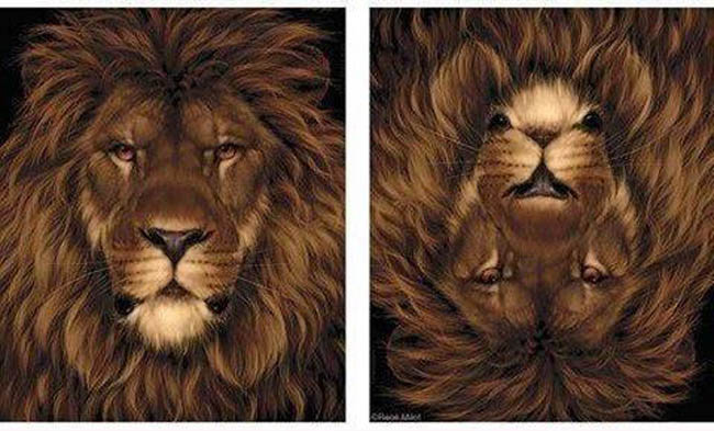 Law-of-Pragnanz-gestalt-psychology-illusion-lion-mouse-2-1