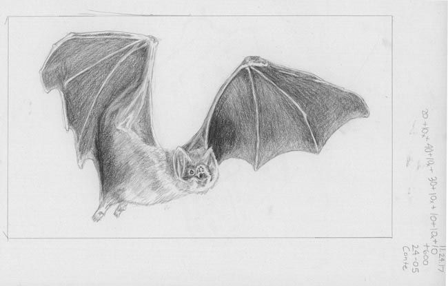 canon-of-design-drawing-game-with-dynamic-symmetry-composition-and-gestalt-psychology-drawing-samples-bat-flying