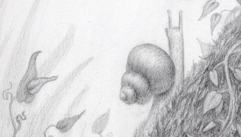 Composition-and-Design-Drawing-Course-snail-detail